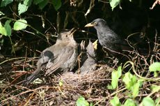 Amsel-8-Tag-65.jpg